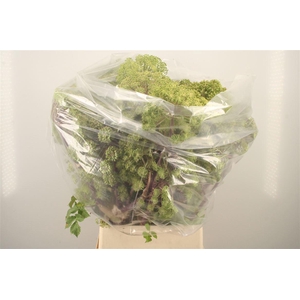 ANGELICA GIGAS*