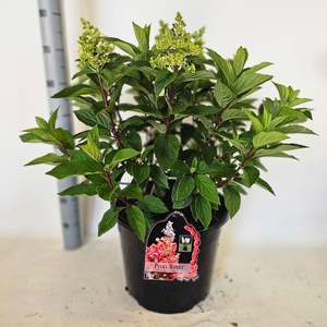 Hydrangea paniculata