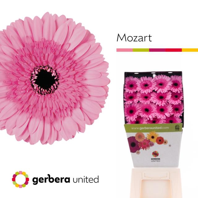 <h4>Gerbera diamond mozart</h4>