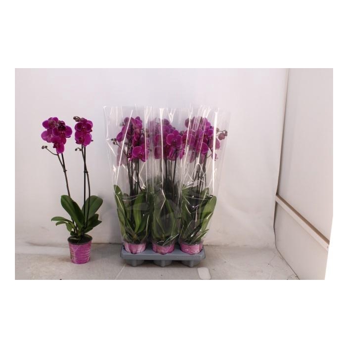 <h4>PHAL OV PAARS</h4>