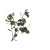 Eucalyptus Green