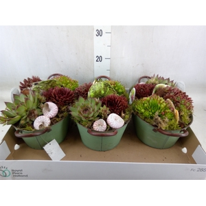 Arr.  Sempervivum L%
