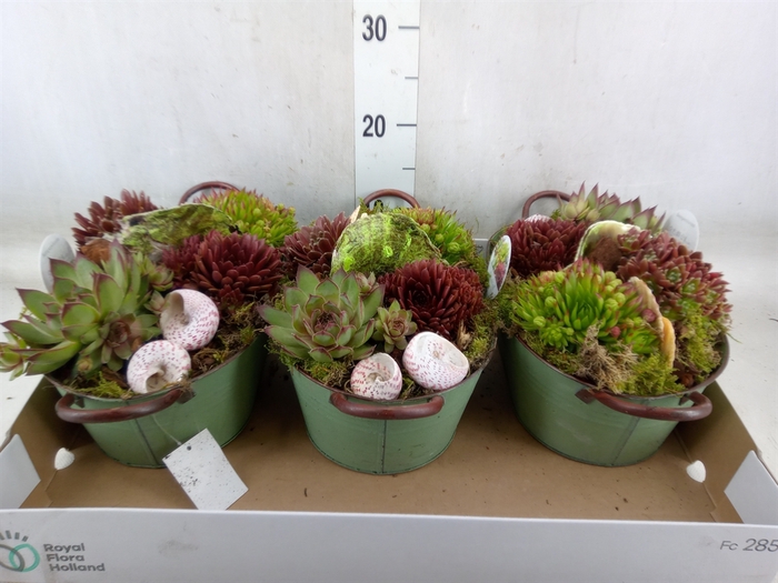 <h4>Arr.  Sempervivum L%</h4>