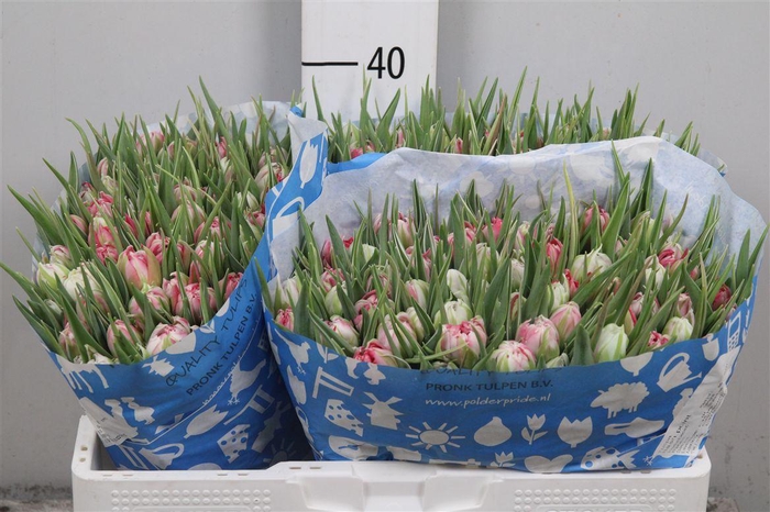 <h4>Tu Du Flash Point</h4>