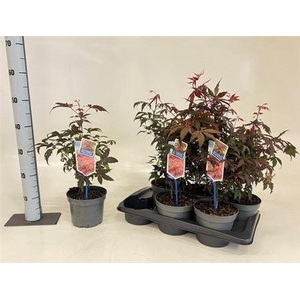 Acer Pa Atropurpureu
