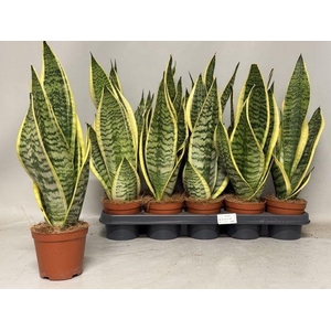 Sansev Futura Superb