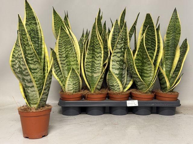 <h4>Sansev Futura Superb</h4>