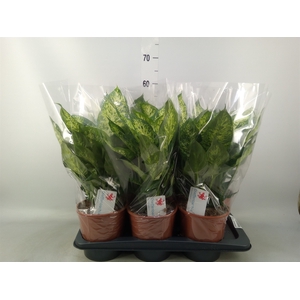 Dieffenbachia  'Compacta'