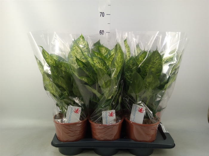 <h4>Dieffenbachia  'Compacta'</h4>