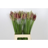 Nerine Mister Nick