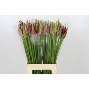 Nerine Mister Nick