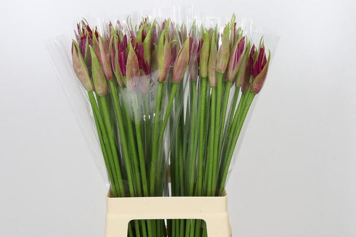 <h4>Nerine Mister Nick</h4>