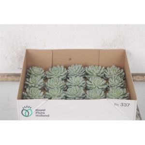 Echeveria Derenbergii X20