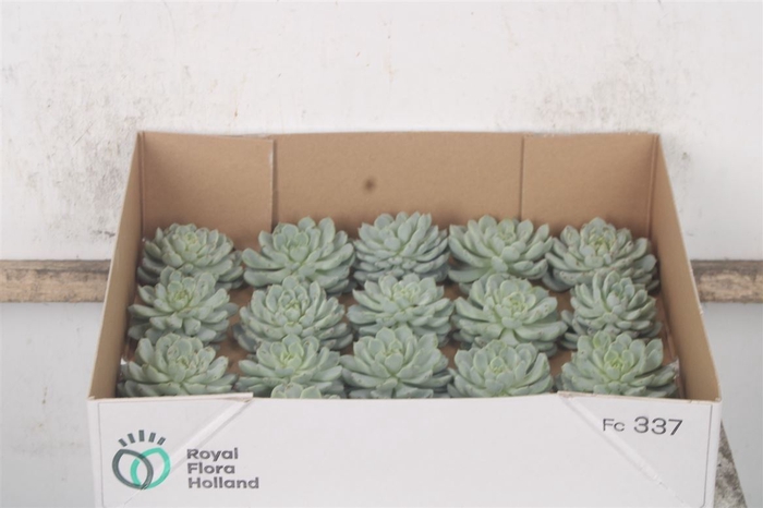 <h4>Echeveria Derenbergii X20</h4>