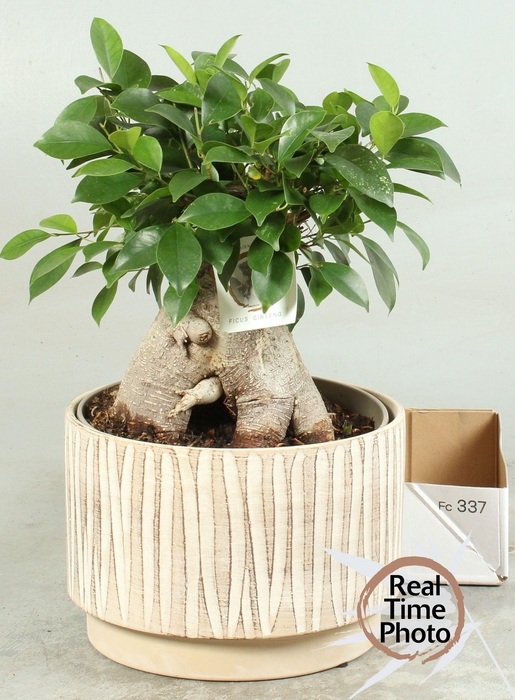 <h4>FIC MI GINSENG</h4>