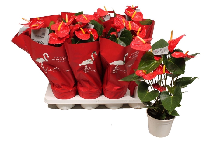 <h4>Anthurium XL.9 Jambo Red 12cm met sierhoes</h4>