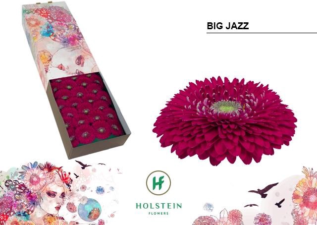 <h4>Gerbera Pomponi Big Jazz Doos</h4>