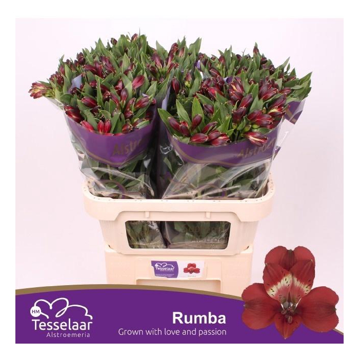 <h4>Alstr Rumba</h4>