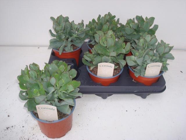 <h4>CRASS ARBOR CURLY</h4>