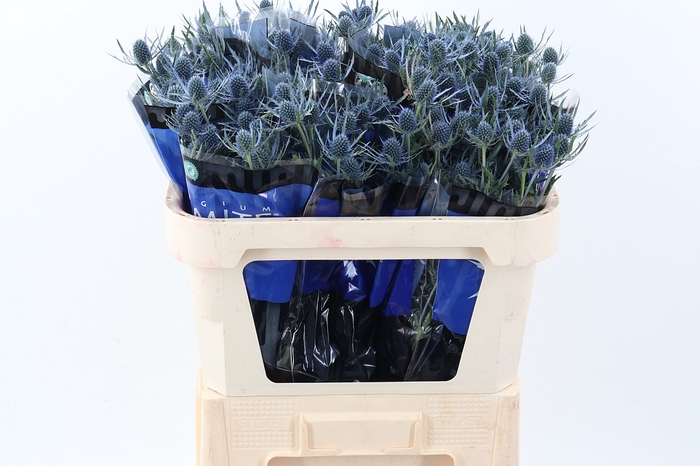 <h4>Eryng Blue Dynamite Latitude</h4>