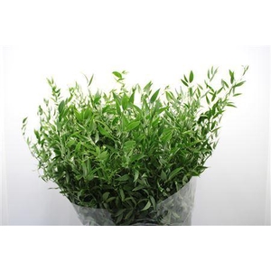 Ruscus Lang Ex 5 Tak