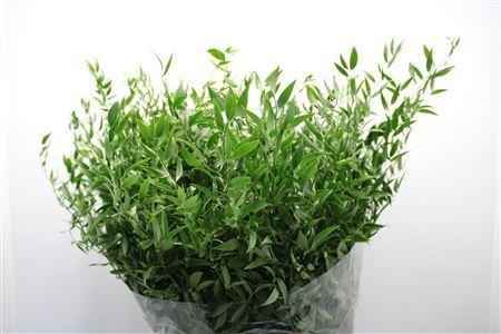 <h4>Ruscus Lang Ex 5 Tak</h4>