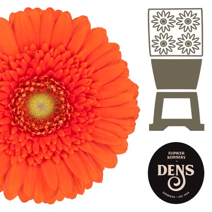 <h4>Germini Dorito Diamond</h4>