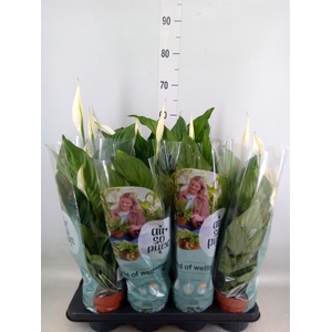 Spathiphyllum  'Sweet Ricardo'