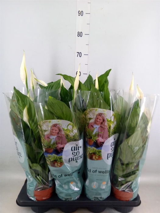 <h4>Spathiphyllum  'Sweet Ricardo'</h4>