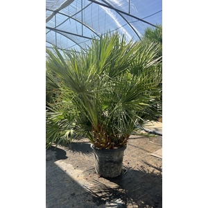 CHAM HUMILIS