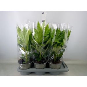 Fatsia japonica 'Variegata'