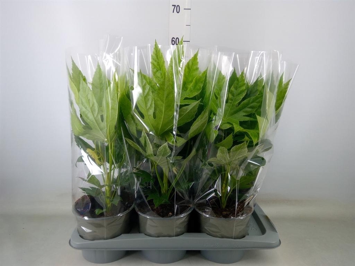 <h4>Fatsia japonica 'Variegata'</h4>