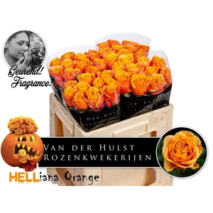 R GR HELIANA ORANGE+