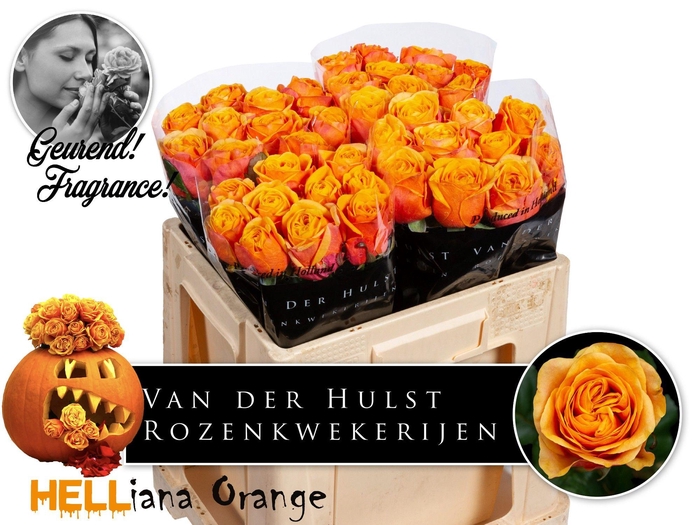 <h4>R GR HELIANA ORANGE+</h4>