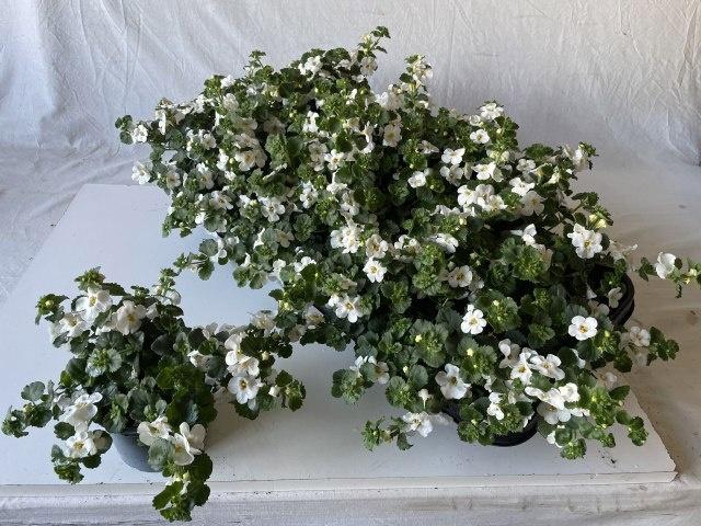 <h4>SUT BIG WHITE FALLS</h4>