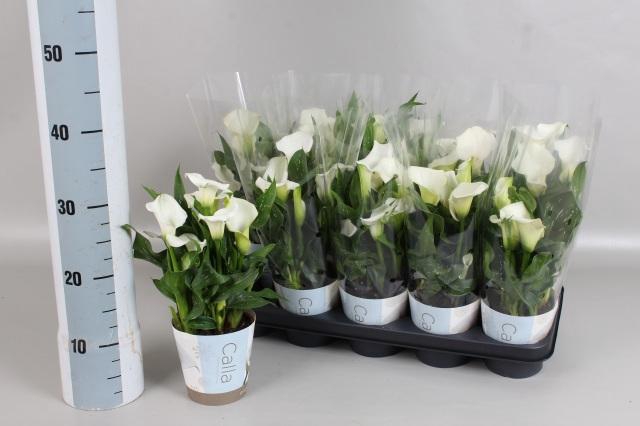 <h4>ZANT CAPT FRESCO</h4>