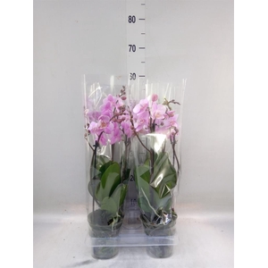 Phalaenopsis multi. 'Beaution'