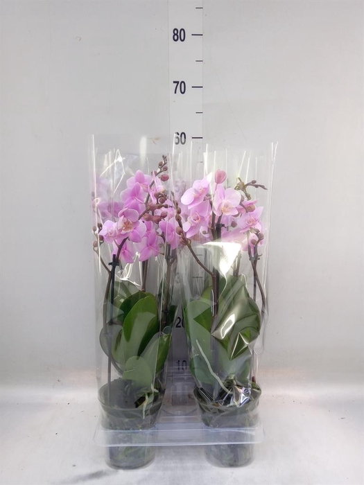 <h4>Phalaenopsis multi. 'Beaution'</h4>