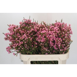 Chamelaucium Sarah's Delight