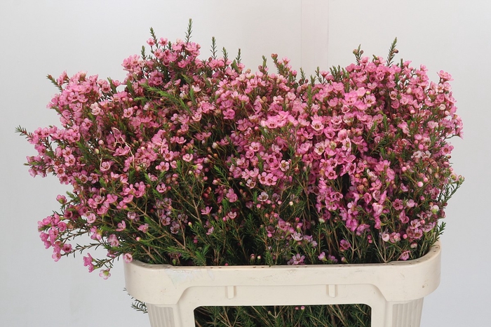 <h4>Chamelaucium Sarah's Delight</h4>