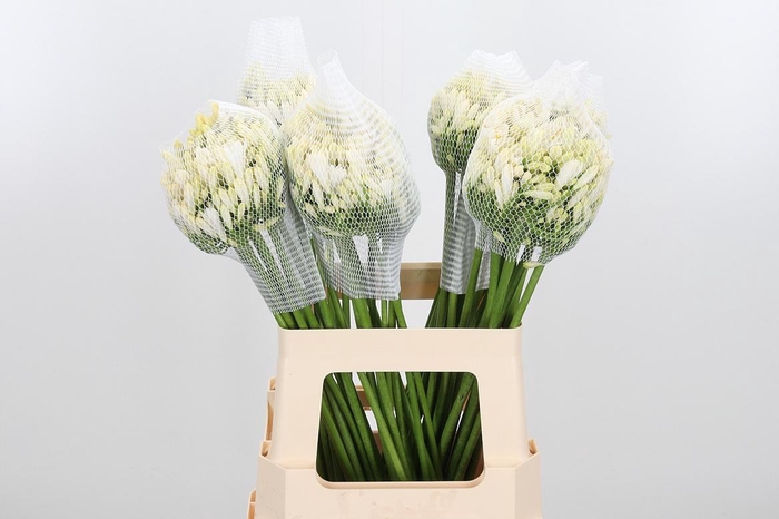 <h4>Agap Gletsjer</h4>