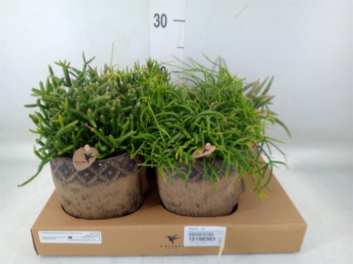 <h4>Rhipsalis   ...mix</h4>