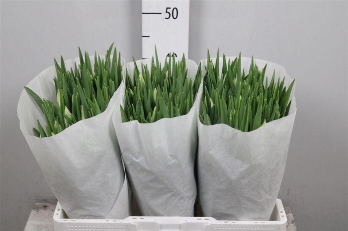 <h4>Tu En First Class</h4>