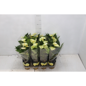 ANTHURIUM VANILLA P09 PREMIUM