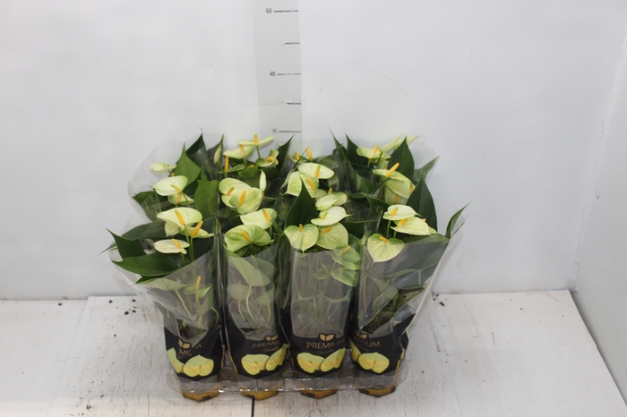 <h4>ANTHURIUM VANILLA P09 PREMIUM</h4>