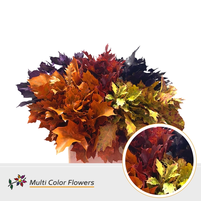 <h4>Leaf quercus (eik) paint autumn mix</h4>