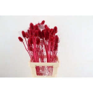 DF Dipsacus Cerise Bs 130g