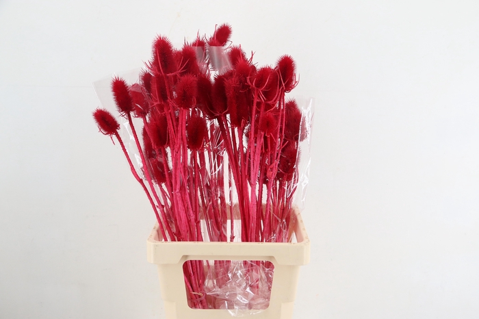 <h4>DF Dipsacus Cerise Bs 130g</h4>