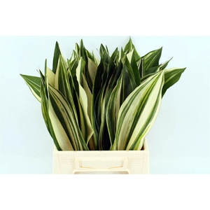 Aspidistra El Noy 50cm