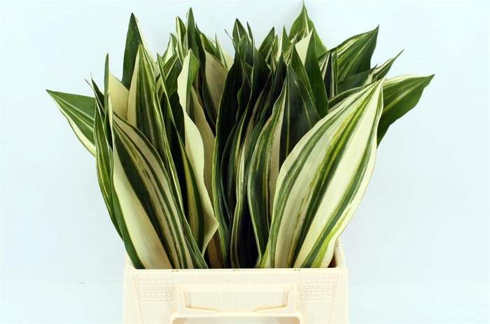 <h4>Aspidistra El Noy 50cm</h4>